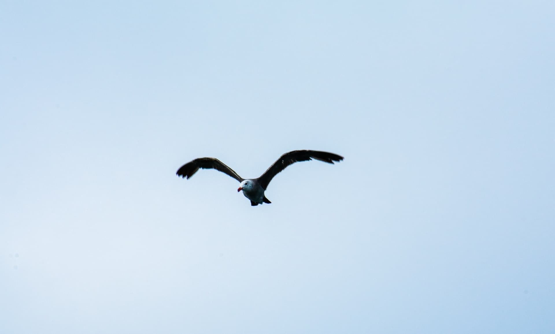 Liberty to Be Earned